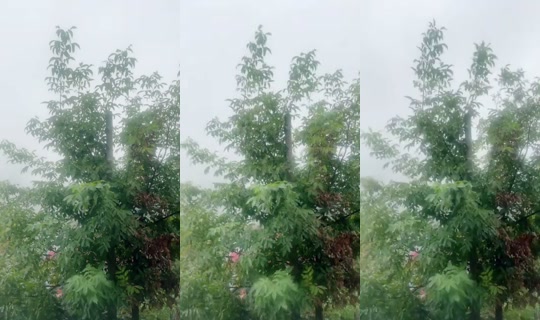 1078639409 Bigo Live — Sep 16, 2026, 2:34 PM