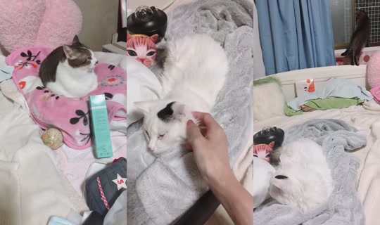 Ainyan888 Bigo Live — Sep 21, 2026, 8:18 AM