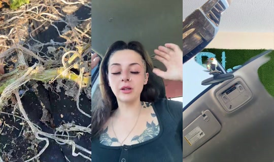SativaScarlet Bigo Live — Sep 17, 2026, 9:42 PM