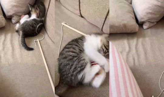 a.z.l.lively Bigo Live — Oct 29, 2026, 6:44 PM